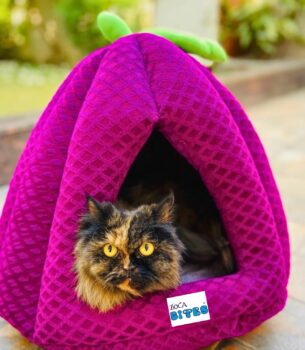 CAT HUT – TRIANGLE